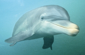One of the evolved dolphins, whose opposable thumbs have struck fear in the hearts of humankind.